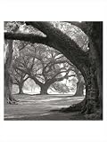 Oak Alley, West Row by William Guion,11.9 in. x 15.8 in.