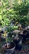 Italian Lemon Tree, Five Gallon Dwarf