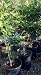 Italian Lemon Tree, Five Gallon Dwarf