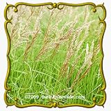 1 Oz Blue Joint Grass (Calamagrostis canadensis) Bulk Seeds