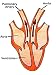 Ventricular Refilling Cardiac Cycle Photographic Poster Print, 12x16