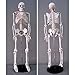Jack Richeson Skeleton Model, Medium