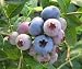 �֥롼�٥꡼[H]�����ڥ���ѽ����ϥ��֥å����5��ݥåȡ� �ѽ������⤯����˶�����ӥåȥ����Ϥ����ڤ����ڤ����ϥ��֥å���ϥ֥롼�٥꡼�Ǥ��� �� ���ڥ��1996ǯȯɽ�����Ū�������ʼ�ǡ���γ��̽���¿������̣����̣�Ȥ��¿����̣��ǻ�����ʼ�Ǥ��������˶���...