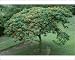 Photographic Prints of SG-00860-C Flamboyant Tree from Ardea Wildlife Pets