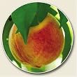Scented Peach Auto Coaster - Coaster for Your Car