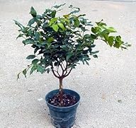 Jabuticaba Fruit Tree Plant – Bonsai or Houseplant – 4" Pot