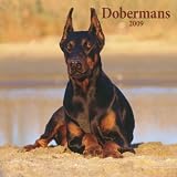 Dobermans 2009 Square Wall Calendar