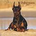Dobermans 2009 Square Wall Calendar