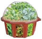 White Box Gardens - Hot Peppers, Tomatoes, and Cilantro