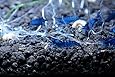 6 Dream Blue Velvet Live Shrimp Freshwater Aquarium by SoShrimp
