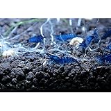 6 Dream Blue Velvet Live Shrimp Freshwater Aquarium by SoShrimp