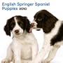 English Springer Spaniel Puppies 2010 Mini Wall