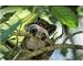 Photographic Print of Emperor Tamarin / Emperor Marmoset from Ardea