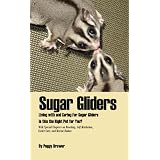 Sugar Gliders