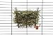 Super Pet Rabbit Hay Manger Feeder with Salt Hanger