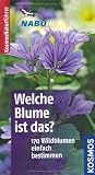 Buch