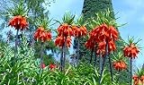 Red Crown Imperial Lily 1 Bulb - Fritillaria rubra