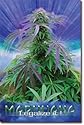 Marijuana - Legalize It 22"x34" Art Print Poster