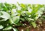 20 Havana Nicotiana Presidencial Tobacco Plant Seeds - Cuban Tobacco (Havana)