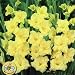 Large Flowering Gladioli Charisma Bulbs (8 in pack)