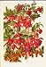 Viburnum Opulus Fruit Color Flower Plant Old Print 1890