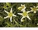 Photographic Prints of Syrian rue from Ardea Wildlife Pets