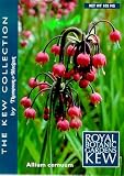 Amazon / Hirt's: Flowering Nodding Onion 50 Seed-Allium cernum-Perennial