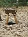 A Tour Guide Displays One of the Many Hidden Entrances to the Cu Chi Tunnels Photographic Poster Print, 18x24