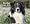 Just Border Collies 2008 Calendar