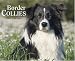 Just Border Collies 2008 Calendar (Just)