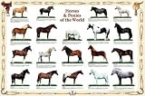 Poster Horses & Ponies(rs)
