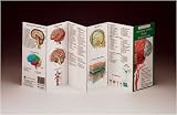 Illustrated Pocket Anatomy - Anatomy of the Brain Study Guide-PA-4