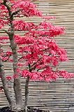 Dreispitzahorn Acer Burgeranum 5 Samen Bonsai geeignet