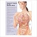 This chart provides a simple and easy-to-understand overview of the location and functions of the major internal organs of the body, including: heart, lungs, stomach, kidney, diaphragm, spleen, liver, pancreas, large and small intestine, gallbladder, bladder and brain. Perfect for patients and students. Size is 20" W by 26" H.