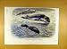 1870 Bladder-Nosed Seals Zoo Animal Mammal Print