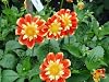 Dahlia Seeds