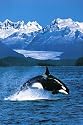 Large 35x23 inch Orca Killer Whale Poster
