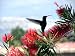 Bird Watching Tips for Beginners