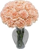 Peach Carnation 20 stems without Vase