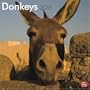 Donkeys 2011 Square 12X12 Wall Calendar (Multilingual Edition)