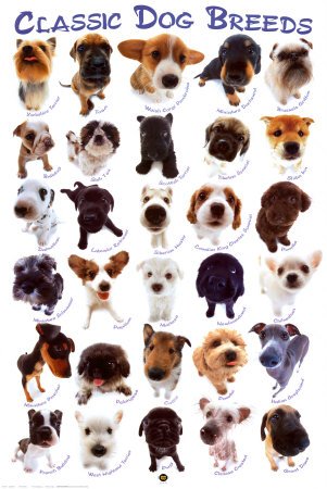 Dog Breeds Poster Print, 24×36