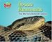 Green Anaconda: The World's Heaviest Snake (Supersized!)