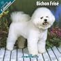 Bichon Frise 2010 Wall Calendar #10015-10
