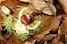 Wallmonkeys Peel and Stick Wall Decals - Open Beech Nut on Forest Floor - 24