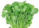 WATERCRESS - 500 SEEDS