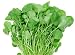 WATERCRESS SEEDS - Nasturtium - 500 seeds
