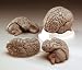Budget Smart Brain Teaching Model 3 sectional (parts) spheres