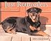Just Rottweilers