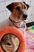 Lifeguarding Dog 2 (5x7)