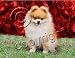   - Pomeranian Red Mouse Pad - Barbara Augello Collection